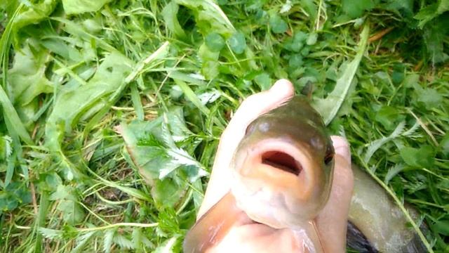 ЦАРСКАЯ рыбалка на ЛИНЕЙ!!! В ДЕРЕВНЕ на ПРУДУ!!! ловля линя. смотреть онлайн