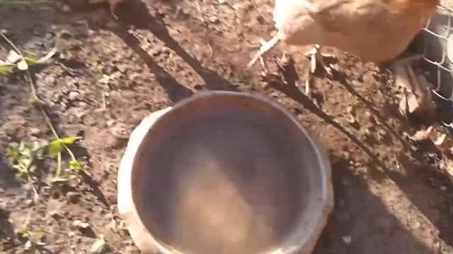 Петух и куры пьют воду смотреть онлайн