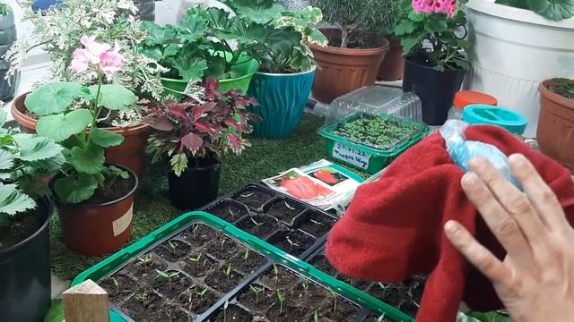 КАК ВЫРАСТИТЬ КРЕПКУЮ РАССАДУ ПЕРЦА БЫСТРЫМ СПОСОБОМ урожайные сорта перца смотреть онлайн