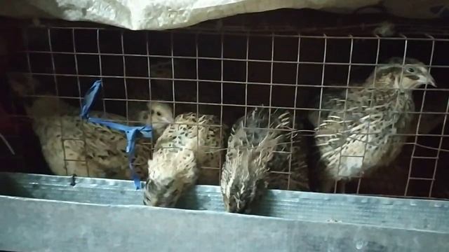 Купили новое хозяйство. Домашние перепела смотреть онлайн