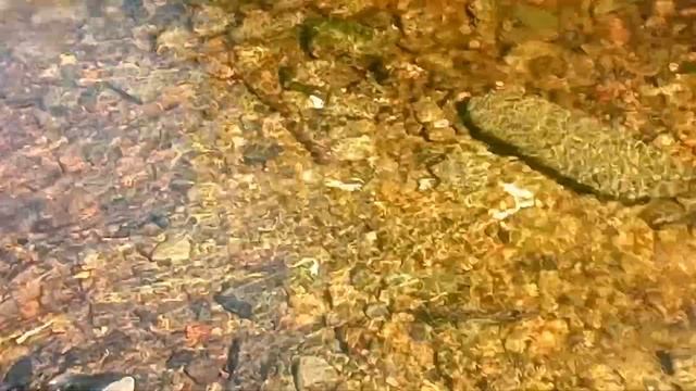 Форель на кольском полуострове мечет икру прямо в ручье на лесной дороге смотреть онлайн