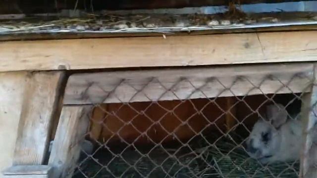 Почему кролики не плодятся? Кролики не размножаются что делать! смотреть онлайн