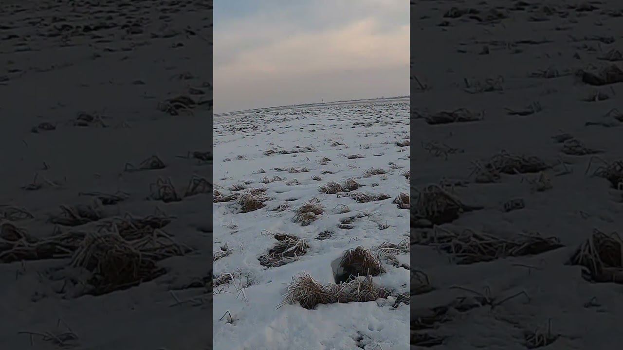 Три зайца с лежки #охота #охотаназайца смотреть онлайн