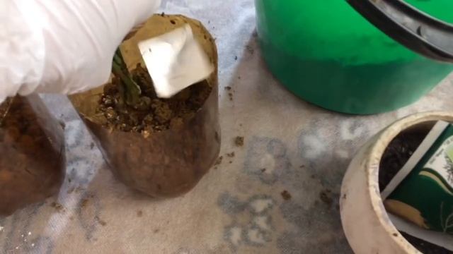 Черенкование роз осенью; Железный купорос- экспериментальная обработка; Розы-цветение в ноябре? смотреть онлайн