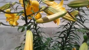 Трубчатая лилия Оранжевая Планета  Tubular lily Orange Planet