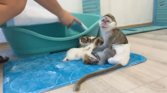 Как забавно - Маленькая обезьянка заботится о котятах. смотреть онлайн