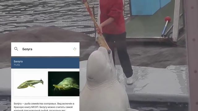 О’кей, Google, белуга! смотреть онлайн
