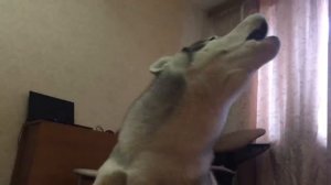 Вой хаски. Как хозяин учит выть