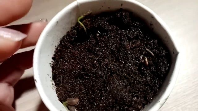 Что выросло из набора вырасти ель с Фикс Прайс на ноябрь месяц смотреть онлайн