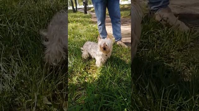 Yorkshire Terrier смотреть онлайн