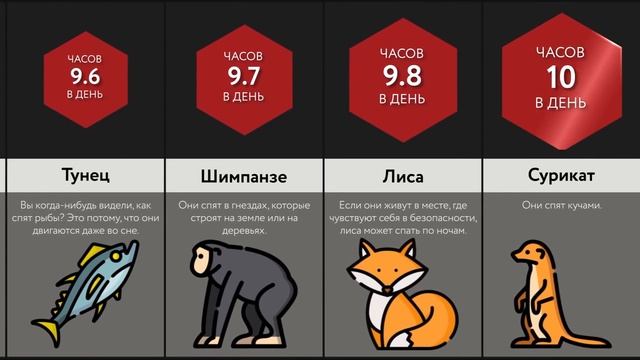 Сколько Спят Животные? смотреть онлайн