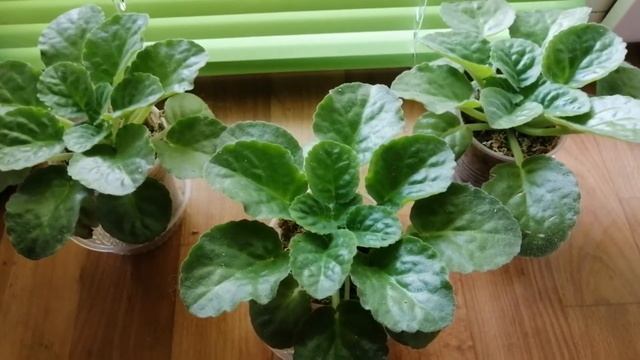 Узамбарская фиалка. Эксперимент со мхом. Дневник незнакомки. 22.01.21 смотреть онлайн