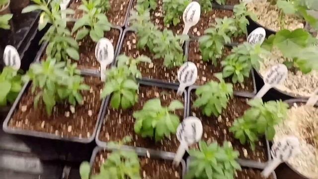 ?С ног до головы в растишках.❤Обзор стеллажа на 12декабря.? смотреть онлайн