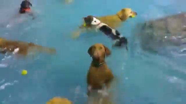 Собака немного задумалась / Sad dog смотреть онлайн