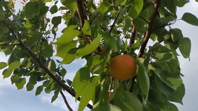 Сигнальное плодоношение абрикоса Цунами смотреть онлайн