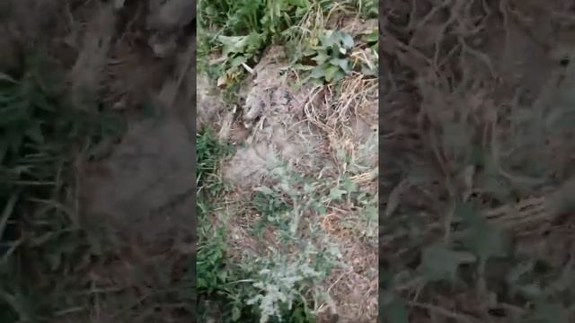 вермидело или как я улучшаю свою почву. смотреть онлайн