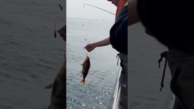 Рыбачим в тихом океане. Запись в туры 89500616545 #shots#travel#байкал#алтай#камчатка#путешествия смотреть онлайн