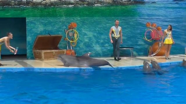 Анапа 2016 Дельфин рисует картину, которую потом купили за 4000 рублей!!! Дельфинарий Немо смотреть онлайн
