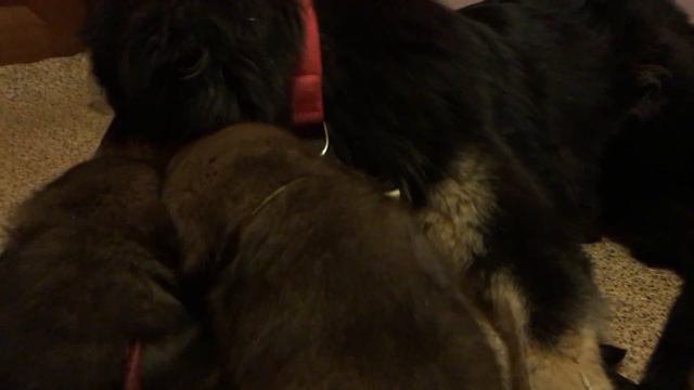 Tibetan Mastiff Puppy 3