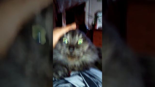 как кошка любит хозяина смотреть онлайн