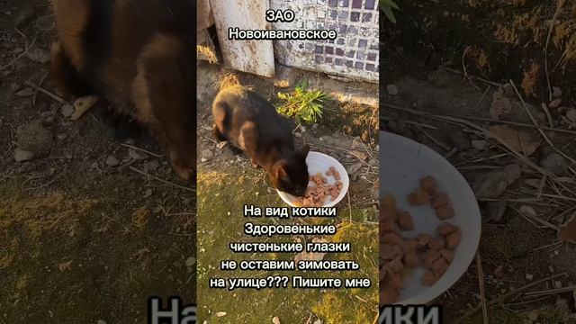 Котятки живут на улице #котята #котятамосква смотреть онлайн