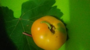 VID_20240903_202140.mp4