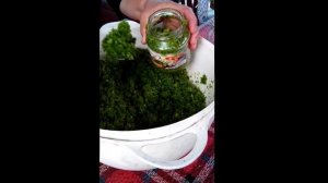 Пошаговый рецепт очень полезной и вкусной приправы из семенных коробочек чеснока.
