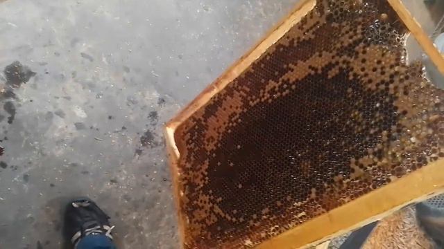 Матка ИО подсадка через изолятор смотреть онлайн