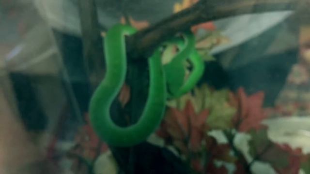 Куфии ? смотреть онлайн