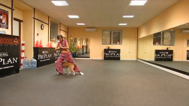 Stafford dance смотреть онлайн