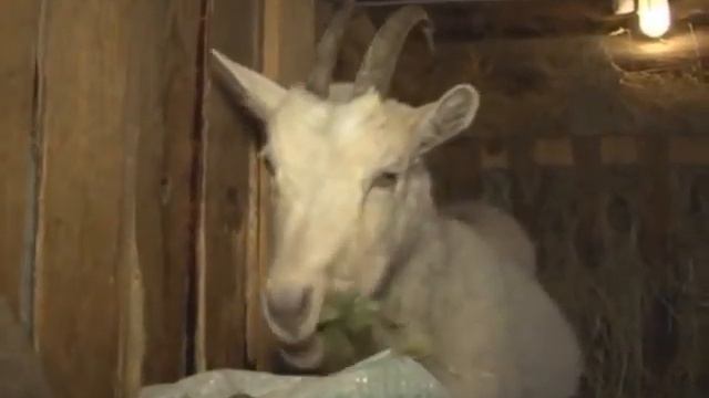 В гостях у символа года смотреть онлайн