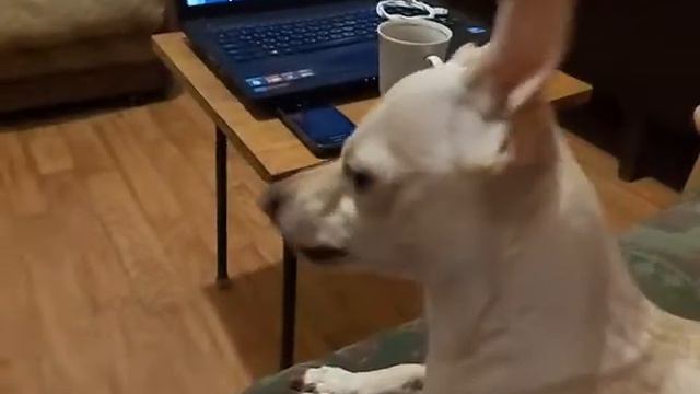 самая Злая собака в Мире :) смотреть онлайн