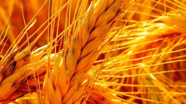 Оранжевый цвет - Цветотерапия "Осенний цвет" смотреть онлайн