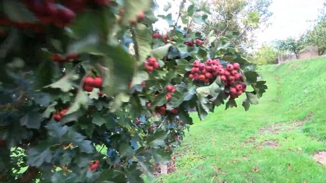 Крупноплодный КИТАЙСКИЙ боярышник / Суперурожай! //Боярышник ДЕКОРАТИВНЫЙ смотреть онлайн