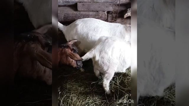 ПРОДОЛЖАЕМ РЕМОНТ ??КАЖДОЙ ЗООЗАЩИТНИЦЕ ПО СОБАЧКЕ ?- ГУЛЯЕМ С ЖИВОТНЫМИ смотреть онлайн