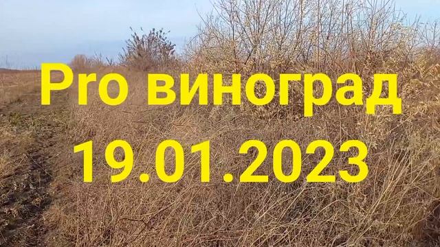 Pro виноград 19.01.2023 год.+ 18 С смотреть онлайн