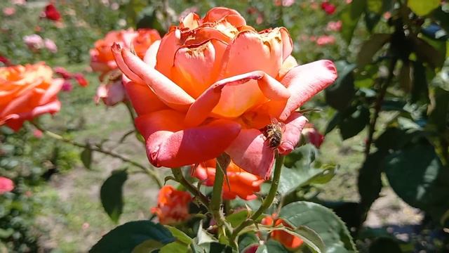 город ДНЕПР, УКРАИНА, лето 2022 / DNIPRO city, UKRAINE, summer 2022 смотреть онлайн