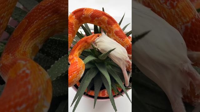 Маисовый полоз НЕ кусается смотреть онлайн