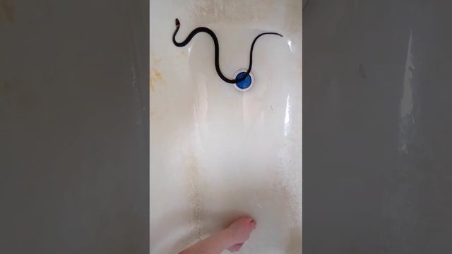 2017.01.04 Кормим ужа. 019