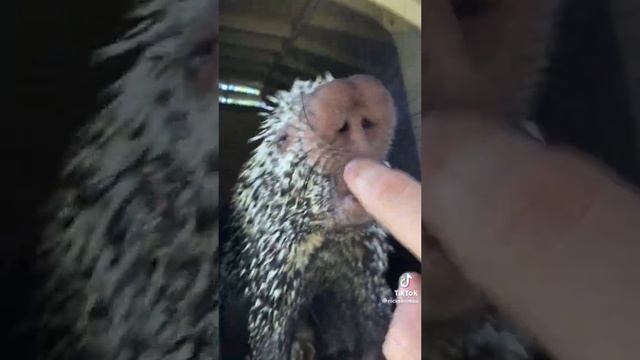 дикабраз #дикобраз#animals#животные смотреть онлайн