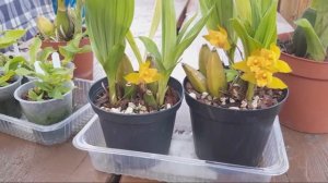 Орхидеи ЛИКАСТА про выращивание в домашних условиях. Сеянцы, Реанимация.