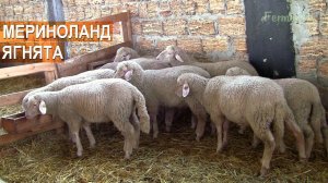 Мериноланд ягнята в КФХ Feodoro. Крым
