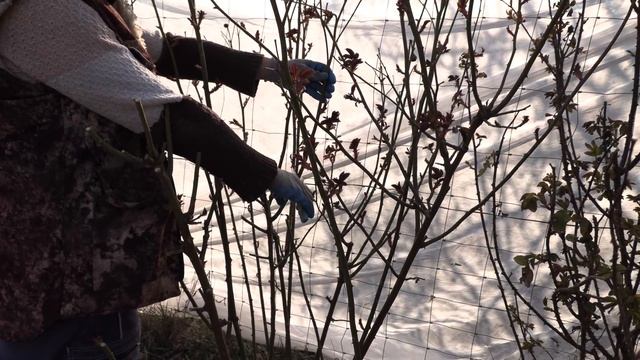 обрезка роз питомник роз полины козловой rozarium.biz, Pruning roses in Austin, sort of James Galwa смотреть онлайн