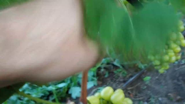 Виноград в августе 2019 смотреть онлайн