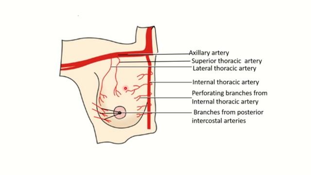 Blood supply of the breast MRCS question solve (CRACK MRCS) смотреть онлайн