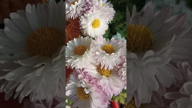 white Chrysanthemum flower❤️ #short смотреть онлайн