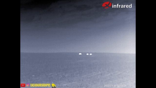 CAÇADA DE JAVALI NOTURNA RENDEU! 5 ABATES COM A T2 PRO DA INFRARED?? смотреть онлайн