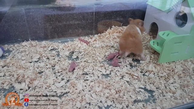 Wonderful Hamster Giving Birth First Time | Eating Baby - Is Hamster A Good Mother? смотреть онлайн