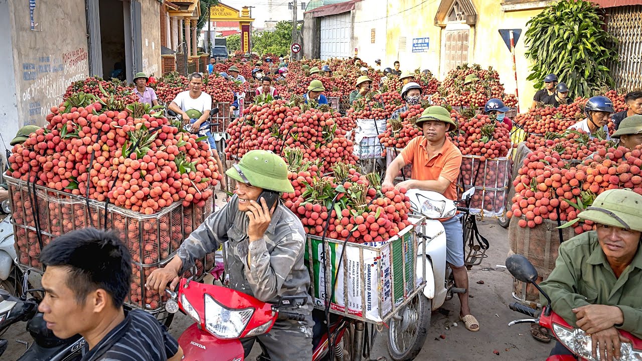 Личи Lychee Интересные факты смотреть онлайн