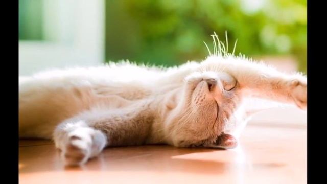 Мне сегодня приснилась весна смотреть онлайн